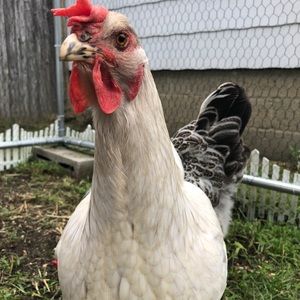 Meet your Posher, Tara